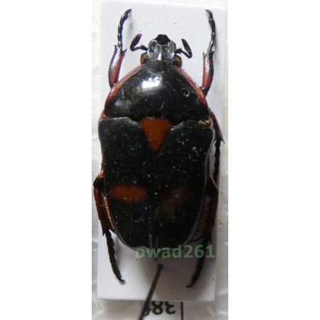 Heterorrhina paupera (Mohnike, 1873) male Philippines38f